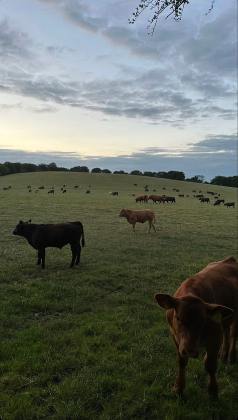 cows in field at sunset Field With Cows, Cows In A Field, Sunset Field, Cow, Animals, Art, Nature