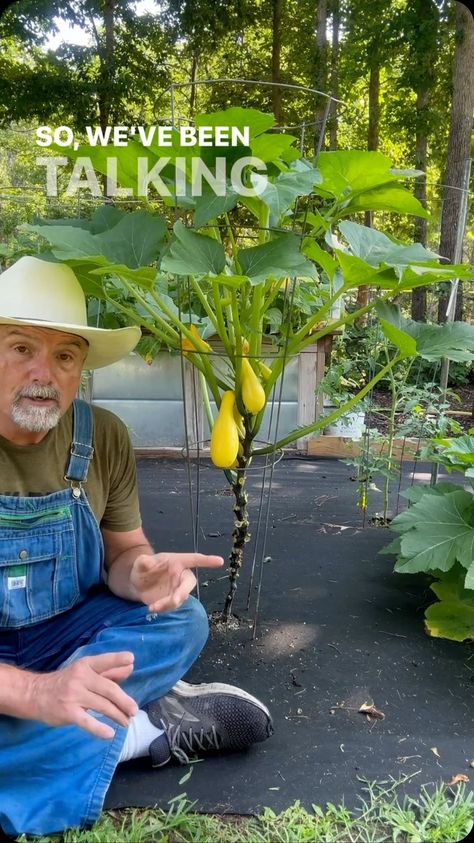 People wanted more about the squash tree. Here you go! Just a plain old squash trained to go vertical. #garden #gardening #gardentips… | Instagram Vertical Squash Gardening, Vertical Squash Garden, Squash Tree, Vertical Squash, Squash Seeds, Instagram People, Yellow Squash, Edible Garden, Planting Seeds