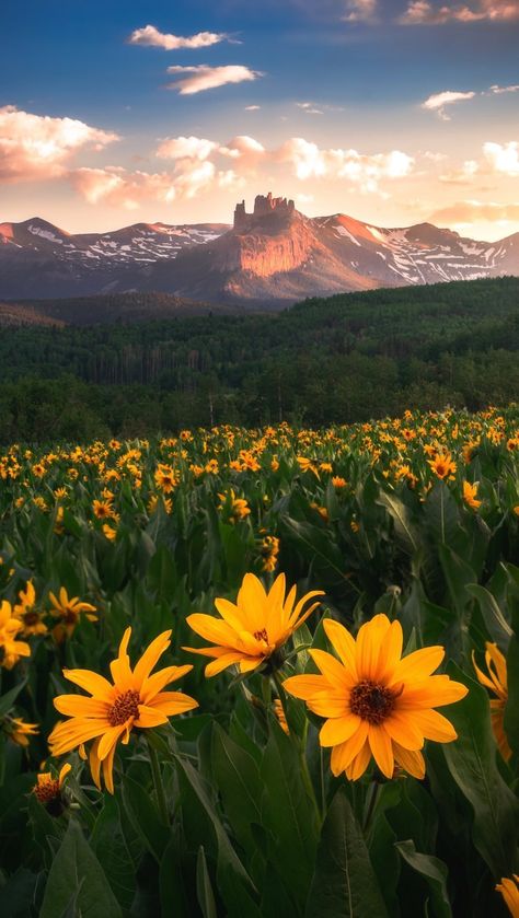 austinpedersen__ on Instagram: Here’s your sign to head to the Wildflower Capitol this summer 💐 ↡ ↡ ↡ ↡ #colorado #wildflowers #hikingbangers #coloradogram #viewcolorado… Colorado Wild Flowers, Colorado Sign, Colorado Wildflowers, Road Trip To Colorado, Hiking Photography, Crested Butte, Colorado Travel, Amazing Places, Travel Lifestyle