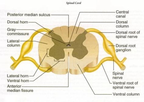 Histological organization of spinal cord, Relation between spinal and vertebral segments | Science online Leg Muscles Diagram, Muscles In The Back, Spinal Cord Anatomy, Human Anatomy Chart, Dorsal Root Ganglion, Muscle Diagram, Rectus Abdominis Muscle, Abdominal Aorta, Human Spine