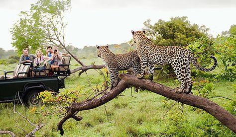 Leopards Safari africa Homemade Milkshake, South Africa Safari, Safari Vacation, Chobe National Park, Milkshake Recipe, Kenya Safari, Tanzania Safari, Africa Do Sul, Safari Lodge