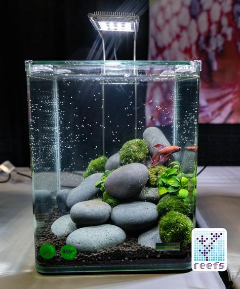 Betta Aquascape, Kids Aquarium, Aesthetic Fishing, Betta Fish Tank Ideas, Fish Tank Ideas, Fish Aesthetic, Fish Aquarium Decorations, Fish Tank Themes, Fish Tank Terrarium