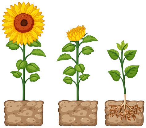 Flower Growing Drawing, Growing Drawing, Sunflower Growing, Blooming Sunflower, Sunflower Vase, Flower Clip Art, Flower Growing, Planting Sunflowers, Paper Sunflowers