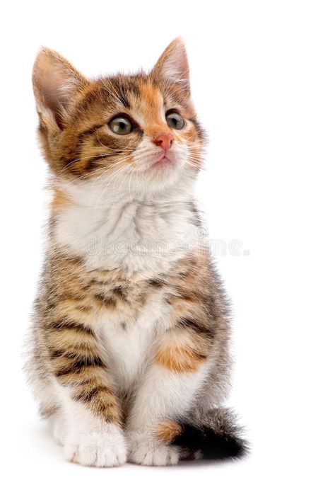 Kitten Poses Reference, Kitten Reference Photo, Kitten Reference, Kitten Poses, Cat Sitting Down, Yellow Kittens, Kitten Sitting, Cat Poses, Happy Kitten