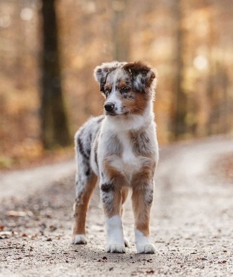 Australian Shepherd on Instagram: “©photo by: • Blue merle aussie Tiva😍🐶 • Thanks for sharing this adorable picture with us!❤ • If you want to be featured, follow me & use…” Blue Merle Aussie, Puppies Pictures, Cute Dogs Images, Very Cute Puppies, Aussie Puppies, Australian Shepherd Puppies, Aussie Dogs, Cute Animals Puppies, Very Cute Dogs