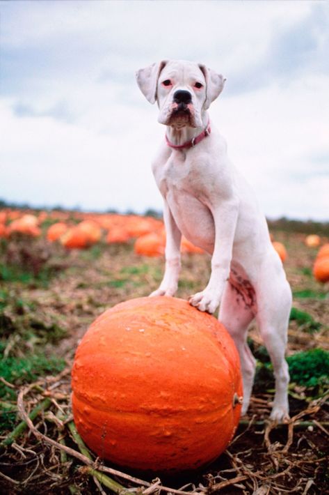 Fall Dog Photos, Dogs Photoshoot, Photos Of Puppies, Pumpkin Patch Photos, Pumpkin Photoshoot, Animal Photoshoot, Dog Calendar, Easiest Dogs To Train, Dog Photoshoot