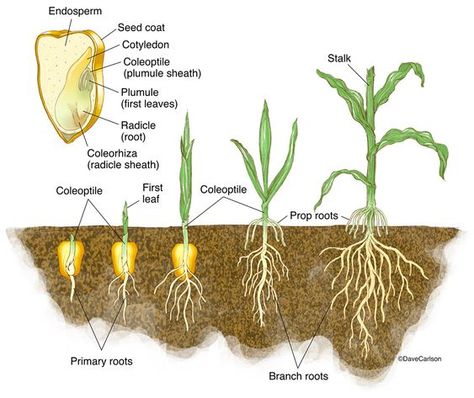 Anatomy Biology, Biology Plants, Plants Unit, Corn Seed, Plant Tissue, Corn Plant, Plant Nutrients, Biology Notes, Stem For Kids