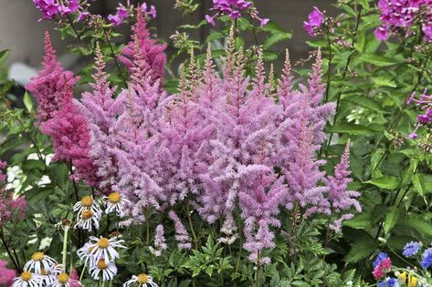 Gladiolus In Pots, Growing Gladiolus, Steep Slope Landscaping, Astilbe Flower, Flowers For Shade, Plant Sculpture, Slope Landscaping, Full Sun Garden, Spring Lawn Care