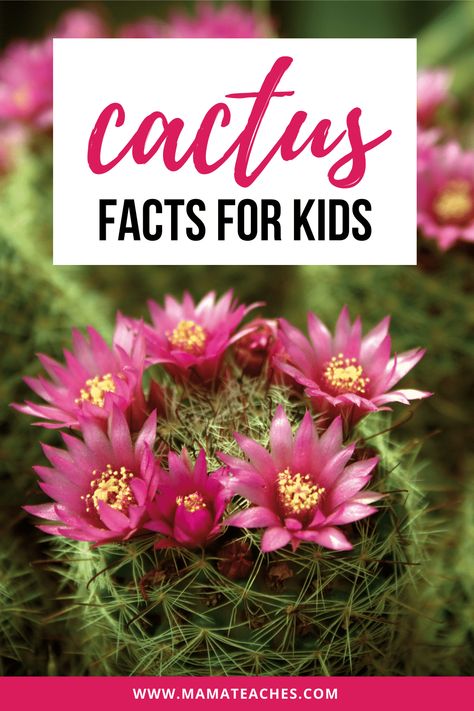 Cactus Facts for Kids: Fun Facts for Kids - Mama Teaches Cactus Facts, Kids Fun Facts, Night Blooming Flowers, Fun Facts For Kids, Barrel Cactus, Cactus Types, All Fruits, Facts For Kids, Root System