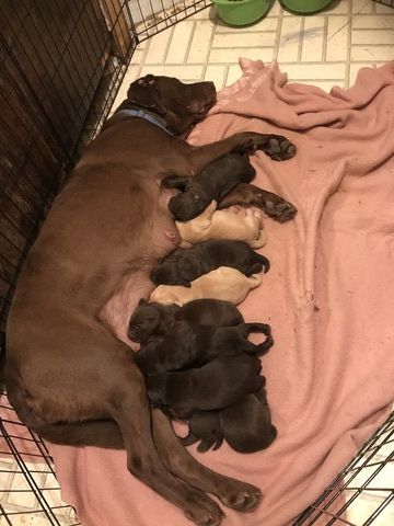 Litter of 6 Labrador Retriever puppies for sale in HARPER, OR. ADN-59611 on PuppyFinder.com Gender: Male(s) and Female(s). Age: 1 Week Old Labrador Puppies For Sale, Chocolate Lab Puppies, Litter Of Puppies, Labrador Puppies, Retriever Puppies, Labrador Retriever Puppies, Lab Puppies, Labrador Puppy, Oregon Usa