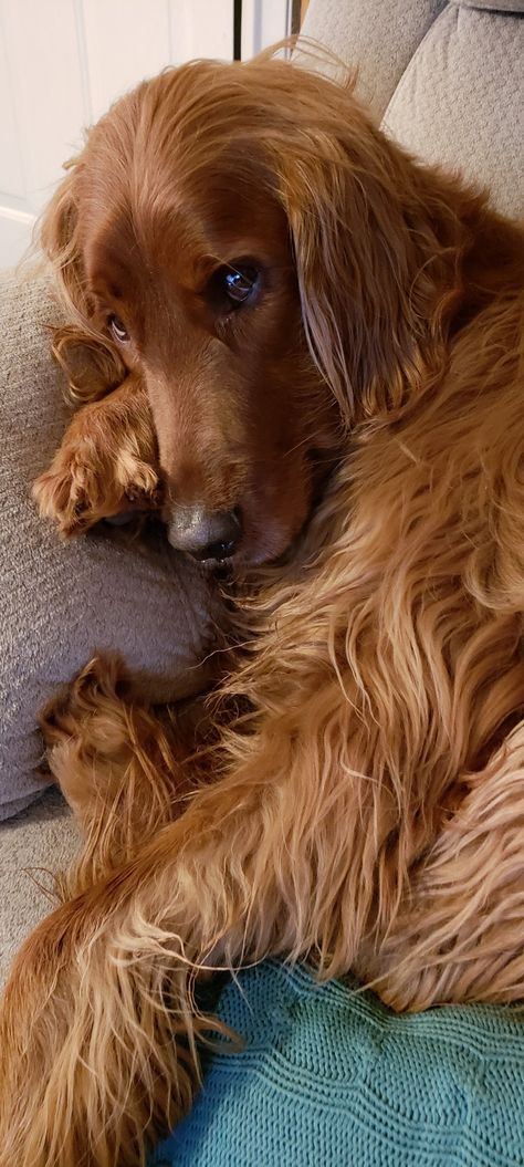 My Golden Irish Mtani. Golden Irish Dog, Golden Irish, Irish Red Setter, Irish Setter Dogs, Irish Setters, Golden Retriever Puppies, Most Beautiful Dogs, Retriever Puppies, What Dogs