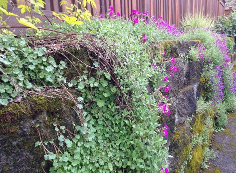 Cascading Perennials at Portland Nursery Terraced Yard, Pet Safe Plants, Cascading Plants, Ground Cover Seeds, Rural Garden, Creative Gardening Ideas, Border Garden, Plants For Raised Beds, Dream Backyard Garden