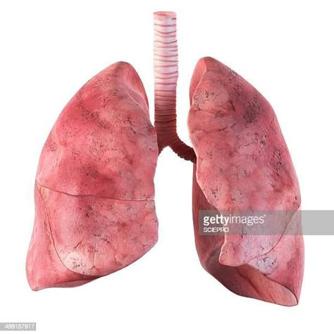 Pal Bell Reference, Dark Sketchbook, Lungs Drawing, Lungs Art, Ap Art Ideas, Human Lungs, Health Wealth And Happiness, Biology Art, Learn Yoga