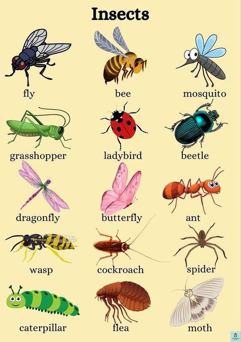 Insect's Names Fruits Name In English, Animals Name In English, Basic English Grammar Book, English For Kids, English Learning Books, English Activities For Kids, Learning English For Kids, English Learning Spoken, Kids English