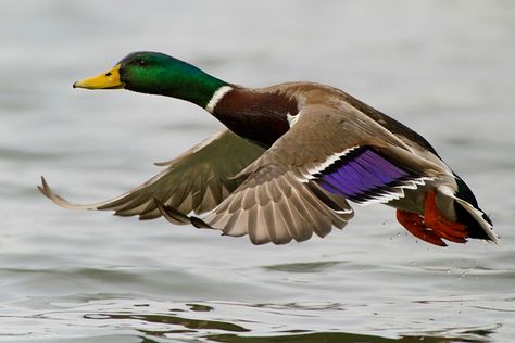 Waterfowl Hunting, Mallard Duck Photography, Duck Anatomy, Duck Photography, Duck Species, Duck Stamp, Flying Ducks, Duck Pictures, Duck Art