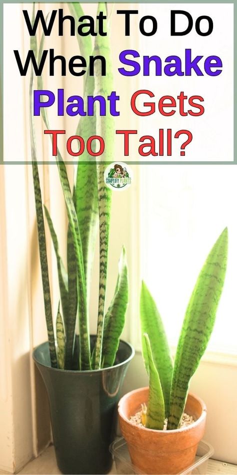 Plant Potting Ideas, Inside House Plants, Potting Ideas, Snake Plant Indoor, Snake Plant Propagation, Snake Plant Varieties, Snake Plant Care, Leaf Structure, Snake Plants