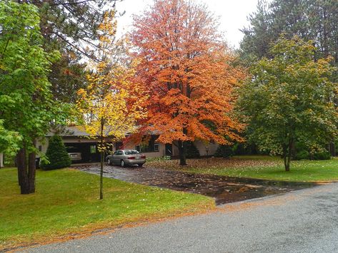 Front Yard Tree Placement: How to Pick, Plant Showpiece Trees - Lawnstarter Fall Landscaping Front Yard, Aspen Landscaping, Tree Placement, Fall Lawn Care, Fall Lawn, Spring Lawn Care, Fall Landscaping, Trees For Front Yard, Front Lawn Landscaping