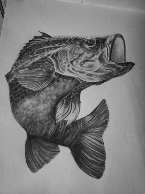 #pencil #sketch #blackandwhite #drawing #pencilsketch Bass Fish Drawing Pencil, Sea Life Pencil Drawings, Fish Realistic Drawing, Underwater Drawing Pencil, Sea Life Sketches, Realistic Fish Drawing, Fish Pencil Sketch, Fish Drawing Pencil, Pilgrim Tattoo