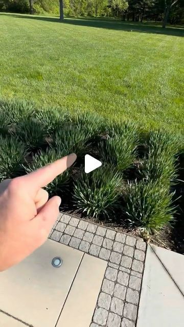 Guerrero Landscaping on Instagram: "Try Alum Serendipity—a low-maintenance perennial that’s deer and rabbit resistant, with a great shape and beautiful, long-lasting purple flowers. 🌸  Contact Guerrero Landscaping to learn more about enhancing your landscape! 💯  Visit our website: https://smpl.is/9a7kc or get a free quote: https://smpl.is/9itrp ☎️Call us at 469-398-9896  #GuerreroLandscaping #LawnCare #LawnTips #LandscapingExperts #NorthDallasLandscape  #LawnMower #AlumSerendipity #LandscapingReels #GardenReels" Desert Landscape Plants, Alum Serendipity Plant, Modern Farmhouse Garden Landscaping, Alum Serendipity, Outdoor Lawn Ideas, Simple Yard Landscape, Grass Plants Landscaping, Allium Flowers Landscaping, Bay Window Landscaping