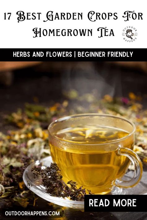 17 Best Garden Crops For Homegrown Tea | Herbs And Flowers | Beginner Friendly - Outdoor Happens Homestead Tea Garden Layout, Tea Garden Plants, Apothecary Garden, Thyme Tea, Tea Blends Recipes, Bergamot Tea, Teas Recipes, Herbal Tea Garden, Tea Herbs