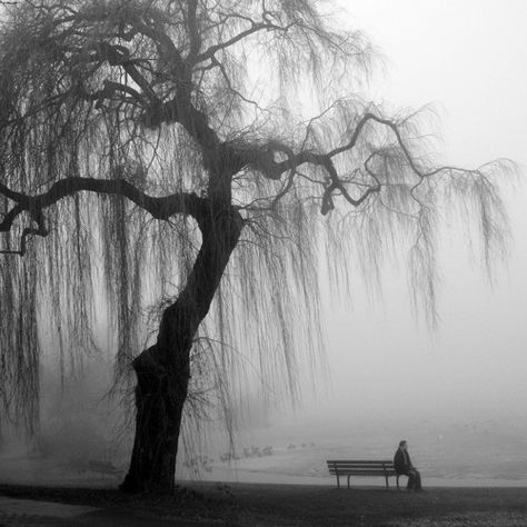 A Weeping Willows by Yclept Insan Willow Tree Art, Poison Tree, Willow Tree Tattoos, Citation Art, Dark Tree, Pastel Sec, Black And White Art Drawing, Black And White Landscape, Weeping Willow