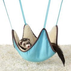 Ferret Hammock, Ferret Accessories, Ferret Toys, Ferrets Care, Rabbit Diy, Baby Ferrets, Cat Illnesses, A Ferret, Pet Ferret