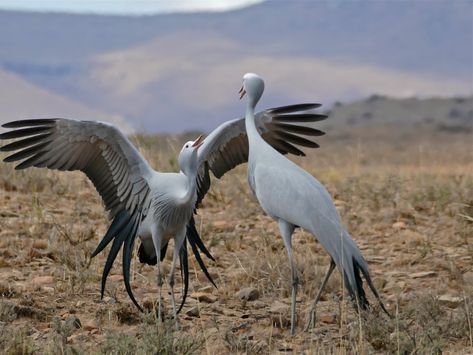 Interesting Birds, South African Birds, Eastern Cape South Africa, Blue Crane, African Birds, Mountain Zebra, Martial Arts Forms, Wing Feathers, Illustration Techniques