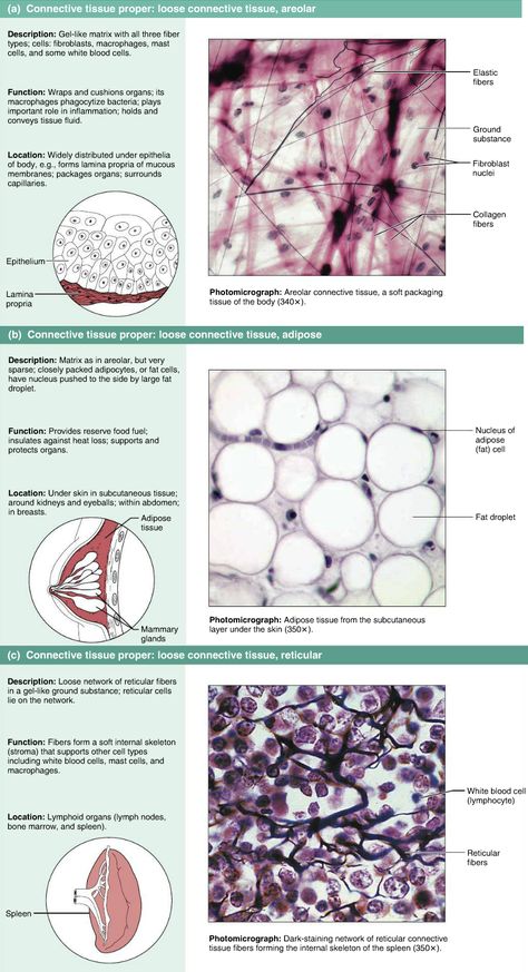 Connective tissues - Loose Connective Tissue Anatomy, Connective Tissue Drawing, Glandular Epithelium, Tissues Anatomy, Loose Connective Tissue, Tissue Biology, Study Biology, Medicine Notes, Basic Anatomy And Physiology