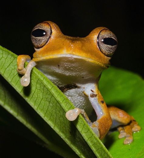 Orange Frog, Frog Refrences, Forest Frog, Orange Frog Aesthetic, Bertie Gregory, Frog From Above, Walking In The Jungle, Rain Forest Frog, Amazing Frog