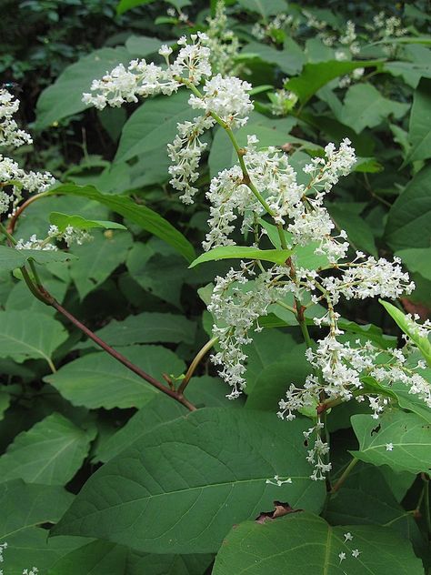 Belmont’s Invasive Plants: Japanese Knotweed Biodiversity Loss, Baptisia Australis, Japanese Knotweed, Seed Dispersal, Field Journal, Erosion Control, Invasive Plants, Lone Tree, Ornamental Plants