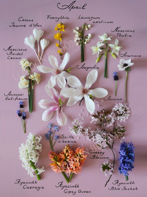 Flowers By Month, August Flowers, July Flowers, October Flowers, September Flowers, April Flowers, Flower Guide, Flower Names, Botanical Poster