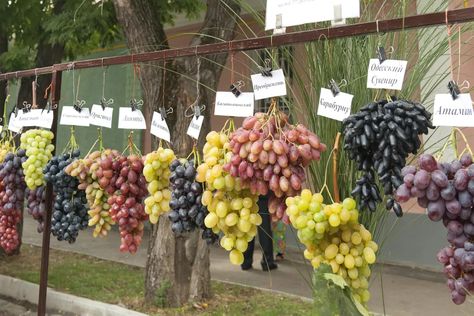 Grapes Tree, Fig Varieties, Types Of Green, Grape Tree, Grape Varieties, Potager Garden, Plant Propagation, Growing Grapes, Green Grapes