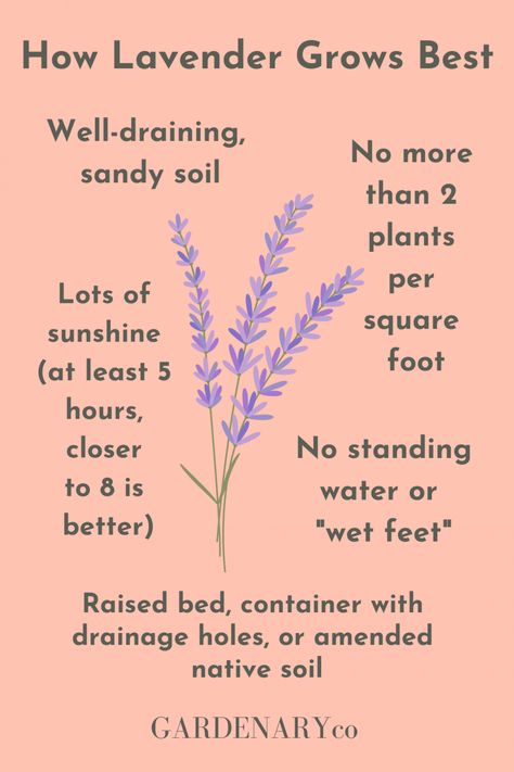 How to Grow Your Own Organic Lavender • Gardenary Lavendar Growing Indoors, Lavender Care Plants Tips, Grow Lavender Outdoors, Lavender Growing Tips, Lavender Herb Uses, Caring For Lavender Plants Outdoor, How To Grow Lavender Outdoors, How To Grow Lavender Indoors, Sunny Garden Ideas Landscapes