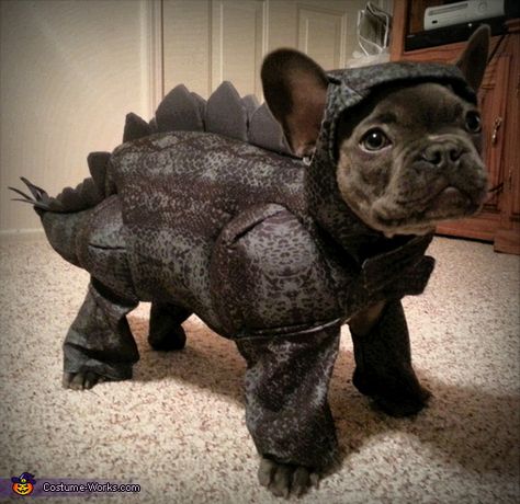 Zeus the Stegosaurus Costume Costume Works, Bulldog Francese, Halloween Costume Contest, Cute French Bulldog, Super Cute Animals, French Bulldog Puppies, Dog Costumes, Costume Contest, Cute Dogs And Puppies