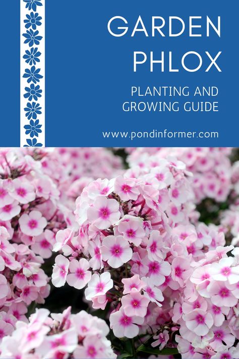 Phlox Flower, Phlox Garden Ideas Flower Beds, Garden Phlox Perennials, When To Plant Garden, Phlox Paniculata, Garden Phlox In Landscape, Phlox Flower Perennial Plant, Pink Phlox Flower, Tall Phlox Flower Perennial Plant