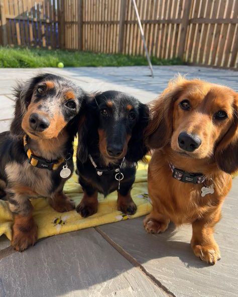 Most Cutest Dog, Mixed Dog Breeds, Dachshund Colors, Puppies Dachshund, Hunting Dogs Breeds, Miniature Dachshund Puppies, Doxie Puppies, Weiners, Hybrid Dogs