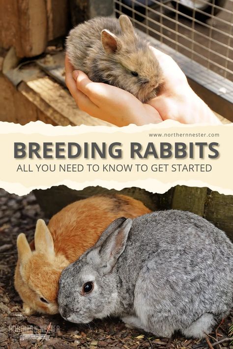 Rabbit Barn Ideas, Bunny Breeding, Bunny Coop, Rabbit Business, Pregnant Rabbit, Meat Rabbits Breeds, Breeding Rabbits, Rabbit Breeding, Homestead Livestock