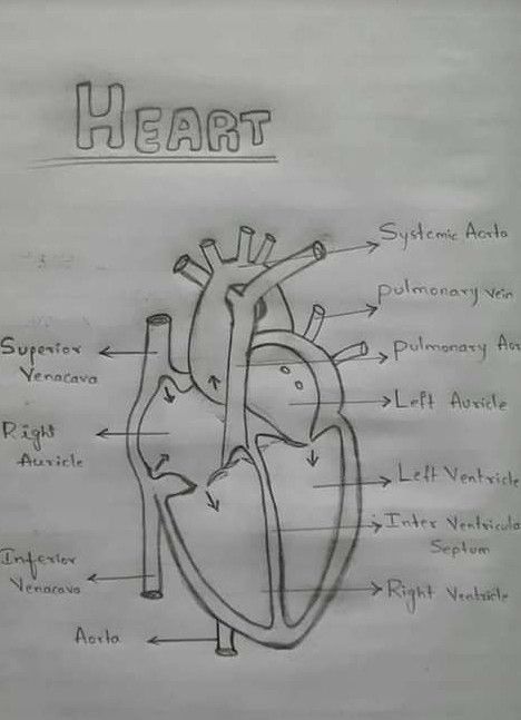 Easy Heart Drawings, Human Heart Diagram, Romantic Words For Her, Biology Diagrams, Human Body Projects, Science Diagrams, Logic And Critical Thinking, Learn Biology, Heart Diagram