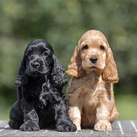 Black Cocker Spaniel Puppies, Dog Ear Tattoo, English Cocker Spaniel Puppies, Big Dogs Breeds, Biggest Dog In The World, Dogs Tattoo, Biggest Dog, Black Cocker Spaniel, Dogs Breeds