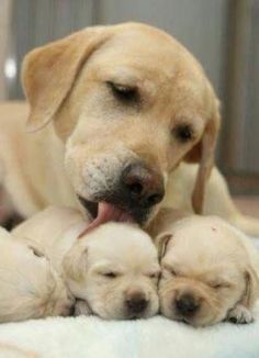 Фото Google #labradorretrieveryellow Labrador Mom, Labrador Retriever Puppies, Labrador Retrievers, Baby Pics, Lab Puppies, Dogs Golden Retriever, Retriever Dog, Animal Tattoos, Baby Dogs