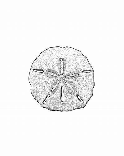 simple sand dollar tattoo - jeanclaudevandammemovies Sand Dollar Drawing Simple, Beach Sand Tattoo, Sandollar Drawing, Sand Dollar Tattoo Ideas, Sea Dollar Tattoo, Sand Dollar Sketch, Sandollar Painting Ideas, Tiny Sand Dollar Tattoo, Tide Pool Tattoo