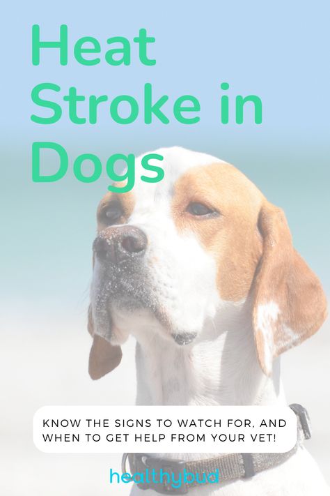 Just like people, dogs can get heat exhaustion in hot weather. Watch for these symptoms to prevent heat exhaustion or heat stroke in your dog. . . . . #heatexhaustion #heatstroke #dogsandheat #dogsandsummer Heat Exhaustion In Dogs, Exhaustion Symptoms, Dogs Signs, Dog Heat, The Dog Star, Dog In Heat, Normal Body Temperature, Heat Exhaustion, Dog Health Tips