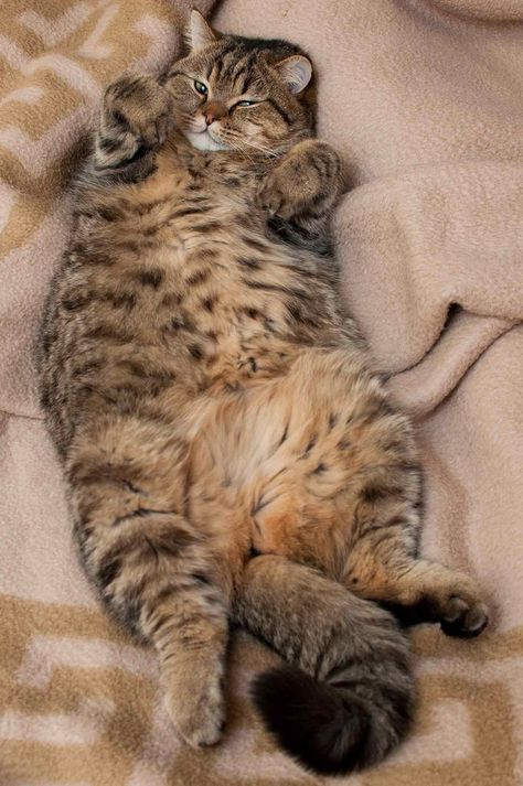 Chunky monkey!!!<3 Cats Tumblr, Cute Little Kittens, Lazy Cat, Great Cat, Cat Facts, Fat Cats, Cute Cats And Kittens, Cute Kittens, Cute Cats And Dogs