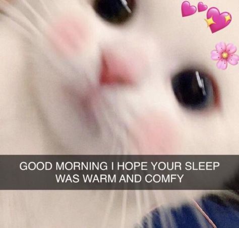 Good Morning Cat Reaction Pic, Goodmorning Cute Pictures, Cats Mood Pics, Good Morning Boyfriend Funny, Mood Pics Good Morning, Wholesome Cat Message, Good Morning Cat Memes Love, Cute Good Morning Cat Memes, Cat Cute Message