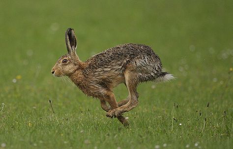 Hare Photos, Hare Running, Hare Pictures, Running Hare, Wild Hare, Tattoo Nature, Beautiful Rabbit, Arte Doodle, Rabbit Run