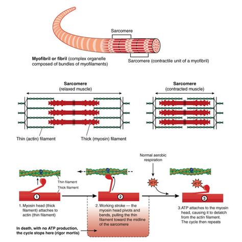 Kinesiology – Skeletal Muscle Cell - MBLEx Guide Muscular System Anatomy, Resistance Training Workouts, Integumentary System, Human Body Unit, Exam Guide, Muscular System, Kinesiology Taping, Muscle Anatomy, Muscle Contraction