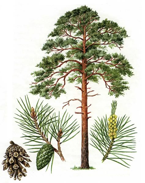 Tree Drawing Simple, Botanical Artists, Pinus Sylvestris, Watercolor Birthday Cards, Conifer Trees, Bio Art, Plant Painting, Tree Drawing, Plant Illustration