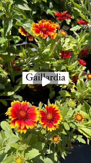 Needmore Farms | Gardening, DIY, and Recipes on Instagram: "Gaillardia 🧡 

This heat loving, drought resistant perennial is a great option for those in super hot climates

Have you planted this plant before? 

#garden #gardening #flower #flowers #gardencare #gardentips #needmorefarms" Gaillardia Flower Landscaping, Gardening Indoors, Perennial Gardens, Plant Bugs, Gardening Diy, This Heat, Drought Resistant, Garden Care, Perennial Garden