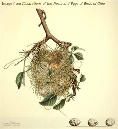 Orchard Oriole Nest Image 1 Stone Hut, Monkey Puzzle, Kitsch Decor, Dry Stone, Grafic Design, Scientific Illustration, Botanical Drawings, Vintage Birds, Vintage Printables