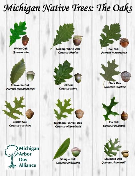 Identify Trees, Tree Leaf Identification, Michigan Trees, Identifying Trees, Leaf Identification, Tree Id, Tree Identification, Arbour Day, Plant Science